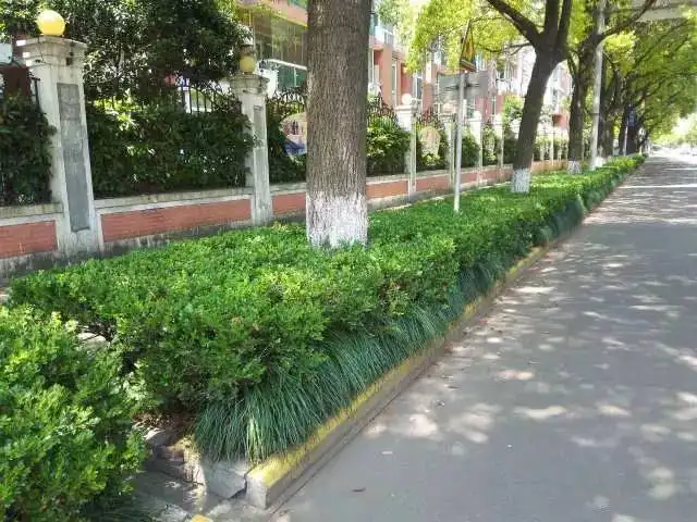 绿化带