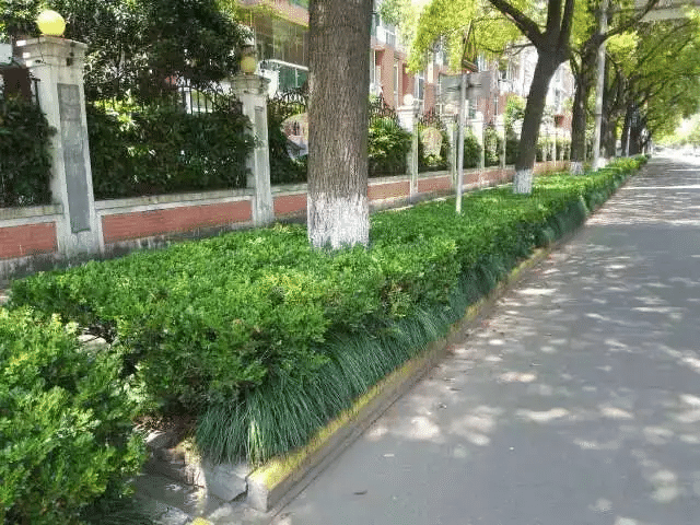 绿化带