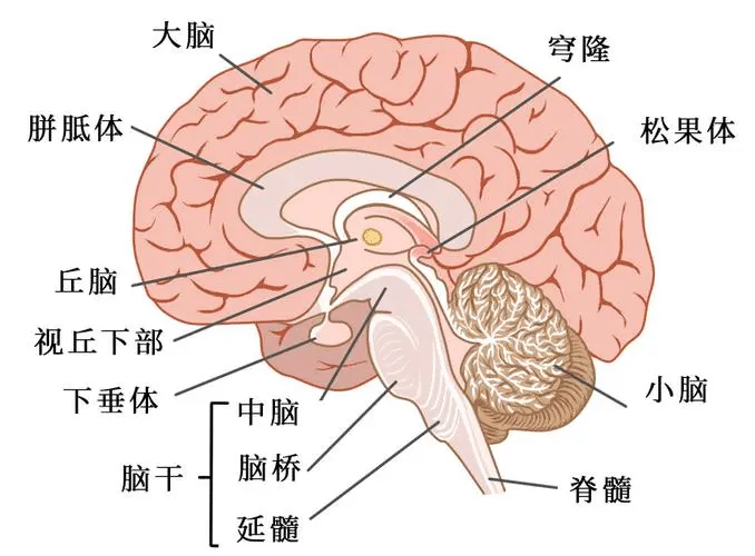 大脑简介