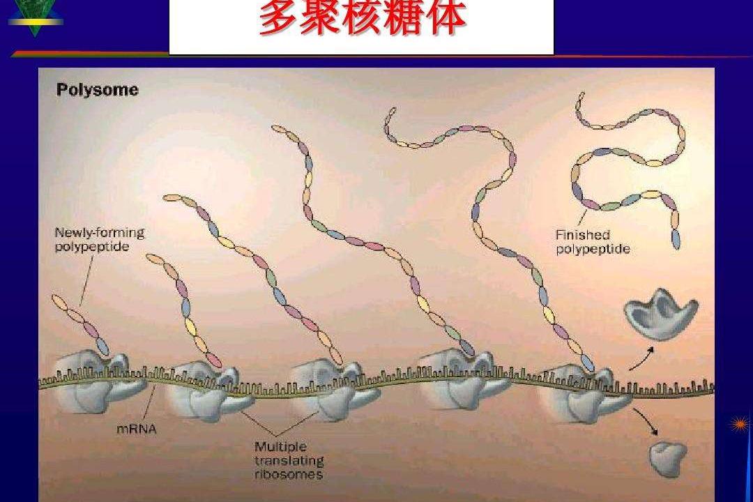 多聚体