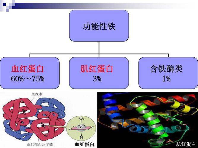 肌红蛋白