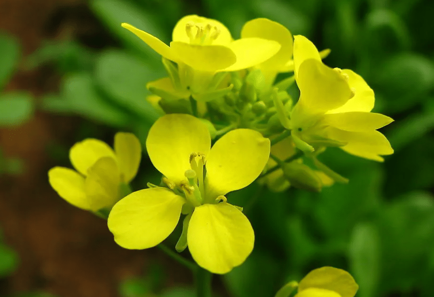 芸薹 夸克百科