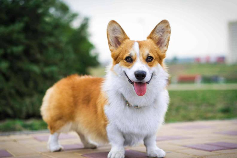 威尔士柯基犬 夸克百科